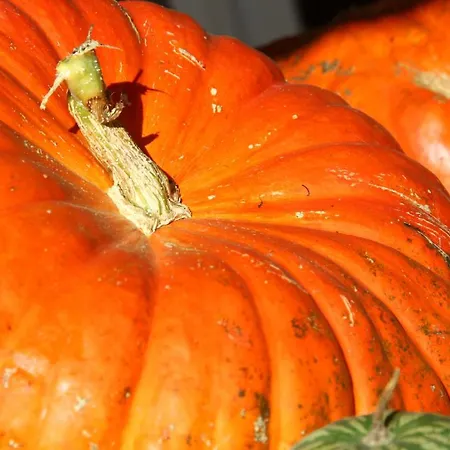 Alojamento de Acomodação e Pequeno-almoço Lassaubatju