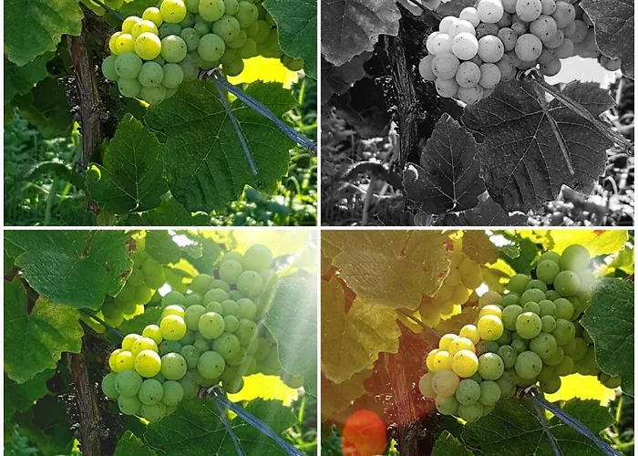 住宿加早餐酒店 莱苏巴祝住宿加早餐旅馆